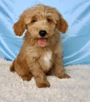 Bentley, a male Miniature Goldendoodle for sale in Millersburg, OH – 3 of 5