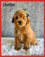 Stella, a female Cavapoo for sale in Millersburg, OH – 1 of 4