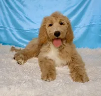 Poppi , a female Goldendoodle for sale in Millersburg, OH – 2 of 6