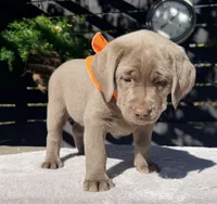 Sienna, a female Labrador Retriever for sale in Millersburg, OH – 3 of 5