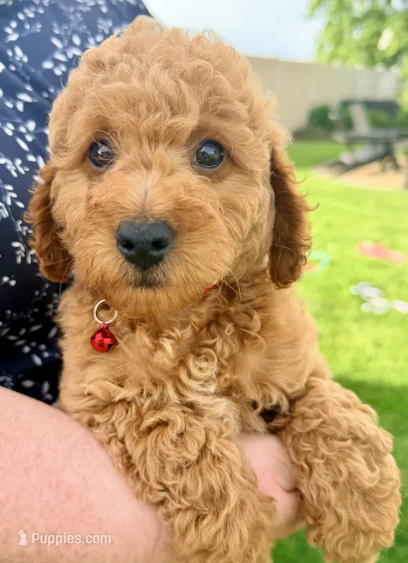 Santiago – Miniature Goldendoodle puppy for sale in Millersburg, OH