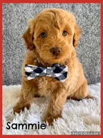 Sammie, a male Cavapoo for sale in Millersburg, OH – 1 of 5