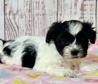 Wish, a female Shichon for sale in Millersburg, OH – 3 of 7