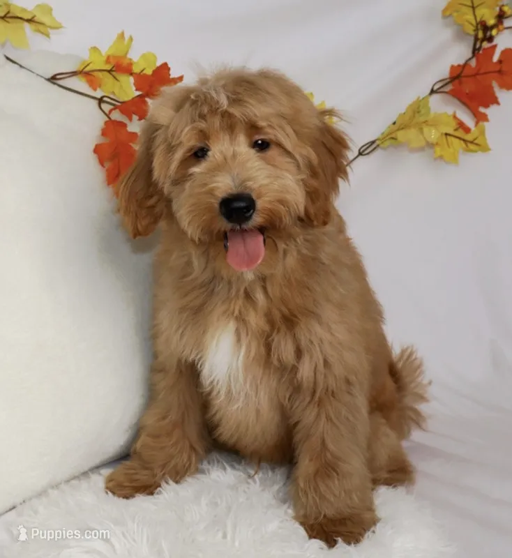 Bentley – Miniature Goldendoodle puppy for sale in Millersburg, OH