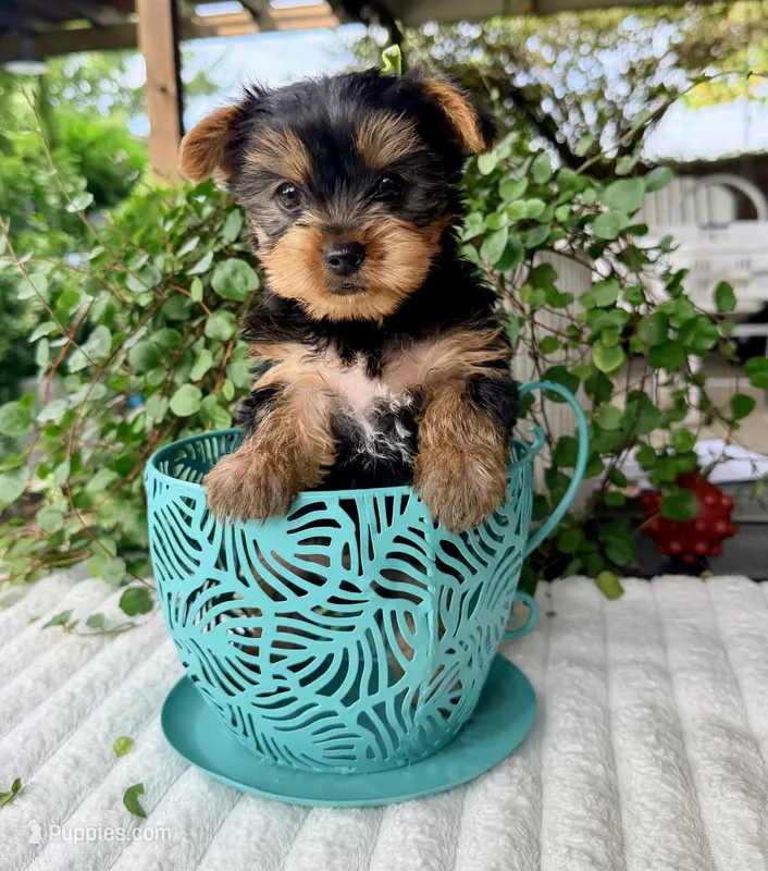 Aspen – Yorkshire Terrier puppy for sale in Millersburg, OH