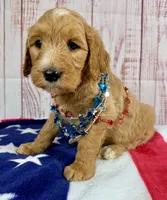 Daisy, a male Goldendoodle for sale in Millersburg, OH – 3 of 5