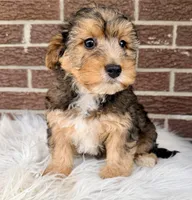 Brady, a male Yorkipoo for sale in Millersburg, OH – Photo 2 of 5