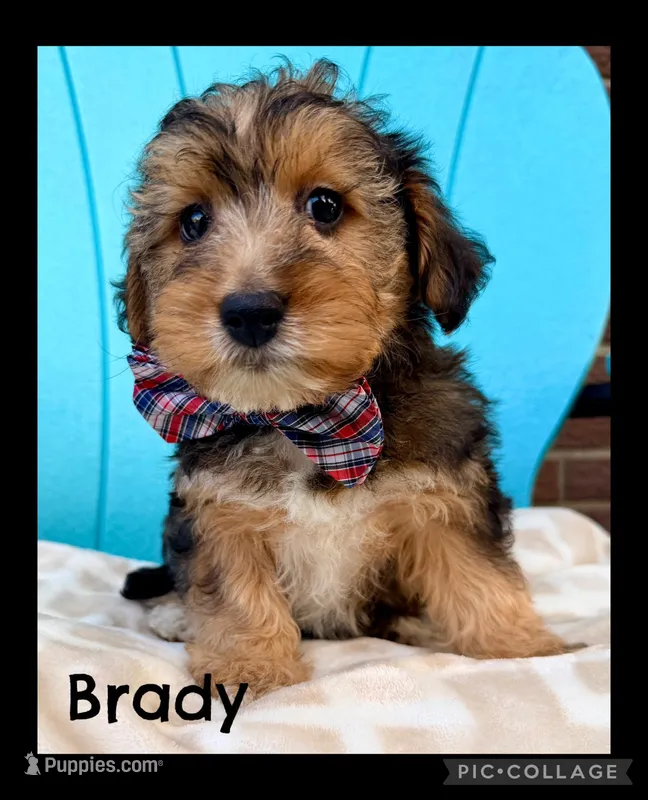 Brady – Yorkipoo puppy for sale in Millersburg, OH