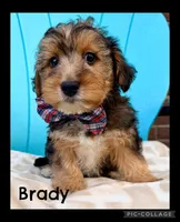 Brady, a male Yorkipoo for sale in Millersburg, OH – Photo 1 of 5
