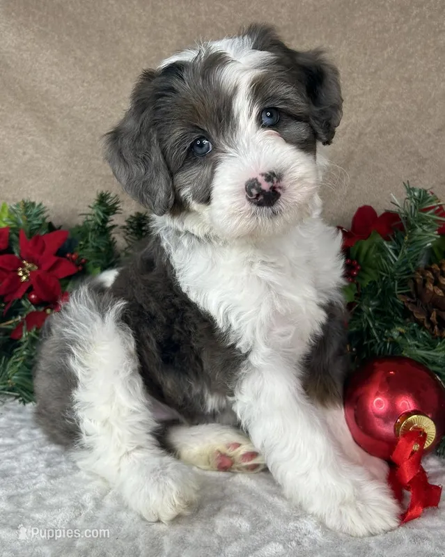 Angel, a female Bernedoodle for sale in Springfield, MO – Photo 1 of 10