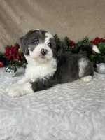 Angel, a female Bernedoodle for sale in Springfield, MO – Photo 9 of 10