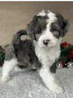 Angel, a female Bernedoodle for sale in Springfield, MO – Photo 6 of 10
