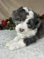 Angel, a female Bernedoodle for sale in Springfield, MO – Photo 7 of 10
