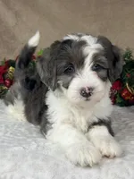 Angel, a female Bernedoodle for sale in Springfield, MO – Photo 10 of 10