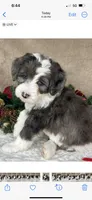 Angel, a female Bernedoodle for sale in Springfield, MO – Photo 4 of 10