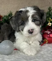Angel, a female Bernedoodle for sale in Springfield, MO – Photo 3 of 10