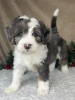 Angel, a female Bernedoodle for sale in Springfield, MO – Photo 8 of 10