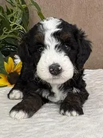 Snowflake, a female Miniature Bernedoodle for sale in Springfield, MO – Photo 4 of 10
