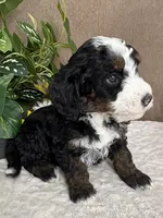 Snowflake, a female Miniature Bernedoodle for sale in Springfield, MO – Photo 3 of 10