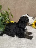 Snowflake, a female Miniature Bernedoodle for sale in Springfield, MO – Photo 8 of 10