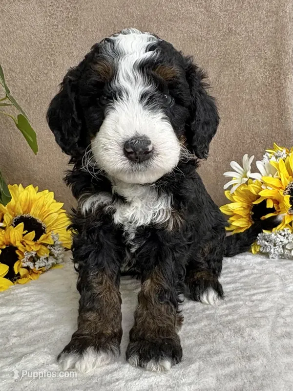 Snowflake – Miniature Bernedoodle puppy for sale in Springfield, MO