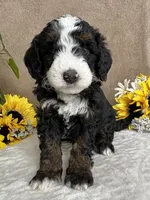 Snowflake, a female Miniature Bernedoodle for sale in Springfield, MO – Photo 1 of 10