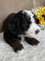 Snowflake, a female Miniature Bernedoodle for sale in Springfield, MO – Photo 5 of 10