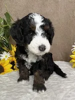 Snowflake, a female Miniature Bernedoodle for sale in Springfield, MO – Photo 9 of 10