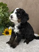 Snowflake, a female Miniature Bernedoodle for sale in Springfield, MO – Photo 7 of 10