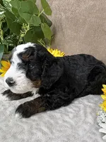 Snowflake, a female Miniature Bernedoodle for sale in Springfield, MO – Photo 6 of 10