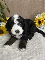 Snowflake, a female Miniature Bernedoodle for sale in Springfield, MO – Photo 10 of 10
