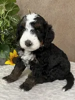Snowflake, a female Miniature Bernedoodle for sale in Springfield, MO – Photo 2 of 10