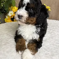 Mozart, a male Miniature Bernedoodle for sale in Springfield, MO – Photo 4 of 10