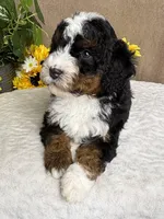 Mozart, a male Miniature Bernedoodle for sale in Springfield, MO – Photo 4 of 10