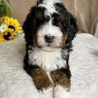 Mozart, a male Miniature Bernedoodle for sale in Springfield, MO – Photo 8 of 10
