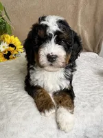 Mozart, a male Miniature Bernedoodle for sale in Springfield, MO – Photo 8 of 10