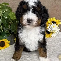 Mozart, a male Miniature Bernedoodle for sale in Springfield, MO – Photo 5 of 10