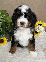 Mozart, a male Miniature Bernedoodle for sale in Springfield, MO – Photo 5 of 10