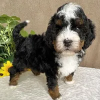 Mozart, a male Miniature Bernedoodle for sale in Springfield, MO – Photo 9 of 10