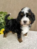 Mozart, a male Miniature Bernedoodle for sale in Springfield, MO – Photo 9 of 10