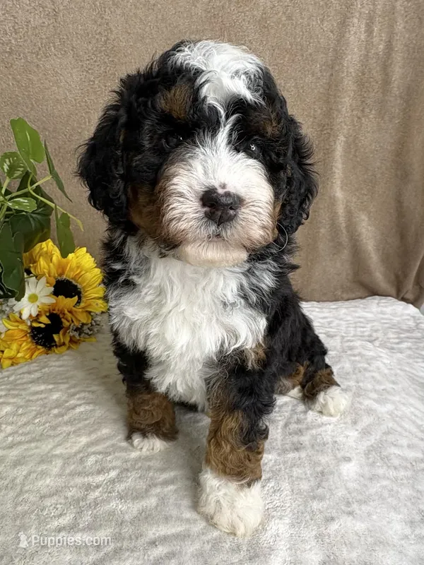 Mozart, a male Miniature Bernedoodle for sale in Springfield, MO – Photo 1 of 10