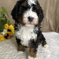 Mozart, a male Miniature Bernedoodle for sale in Springfield, MO – Photo 1 of 10