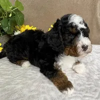 Mozart, a male Miniature Bernedoodle for sale in Springfield, MO – Photo 6 of 10