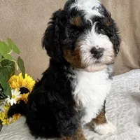Mozart, a male Miniature Bernedoodle for sale in Springfield, MO – Photo 3 of 10