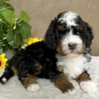 Mozart, a male Miniature Bernedoodle for sale in Springfield, MO – Photo 2 of 10
