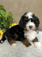 Mozart, a male Miniature Bernedoodle for sale in Springfield, MO – Photo 2 of 10