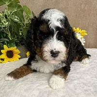 Mozart, a male Miniature Bernedoodle for sale in Springfield, MO – Photo 10 of 10