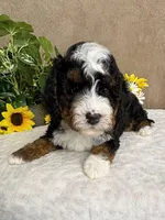 Mozart, a male Miniature Bernedoodle for sale in Springfield, MO – Photo 10 of 10