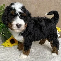 Mozart, a male Miniature Bernedoodle for sale in Springfield, MO – Photo 7 of 10