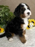 Symphony, a female Miniature Bernedoodle for sale in Springfield, MO – Photo 5 of 10